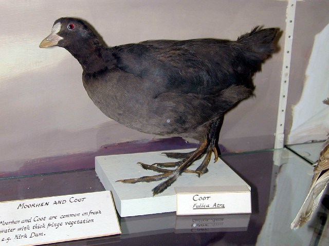 Photograph